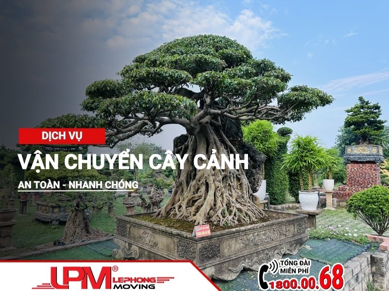 Dịch vụ vận chuyển cây cảnh