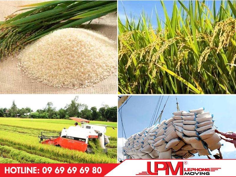 Nông sản lúa gạo cần được sấy khô và đóng thành bao trước khi vận tải