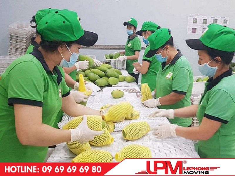 xử lý trái cây trước khi xuất khẩu