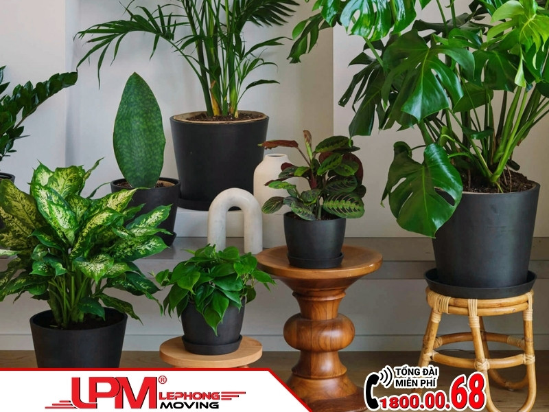 Bạn có thể sử dụng cây cảnh để trang trí cho không gian khai trương và thu hút may mắn 