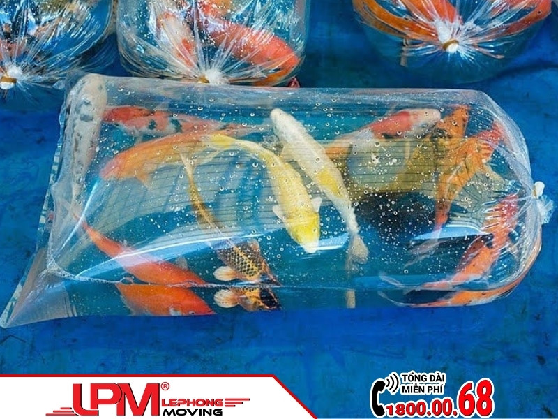 Kỹ thuật vận chuyển cá cảnh đúng cách
